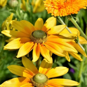 Rudbeckia AMARILLO GOLDkv2