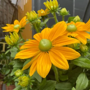 Rudbeckia SUNBECKIA OPHELIAkv