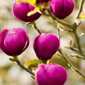 magnolia-BLACK-TULIPkv2