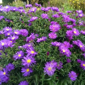 Astra krovitá ALPHA DARK PURPLE kv