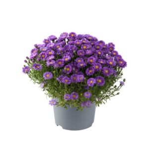 Astra krovitá ALPHA DARK PURPLE kv2