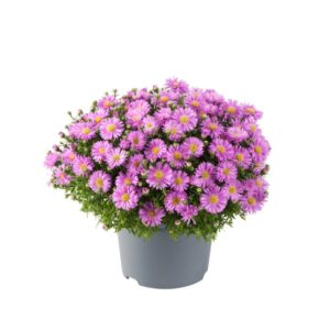 Astra krovitá ALPHA® LIGHT PINKkv2