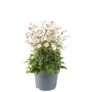 Veternica EMMY PINK BLUSH kv