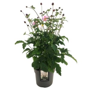 veternica Hupehensis emmy pink blush kv2