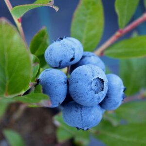 Čučoriedka DENISE BLUE kv2