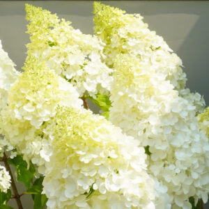 Hortenzia metlinatá POLAR BEAR® kv2