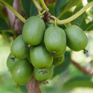 Kiwi veľkoplodé JAPSAI kv2