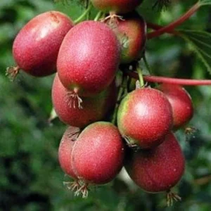 Kiwi veľkoplodé KEN´S RED kv