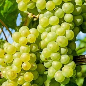 Vinič MUSCAT OF ALEXANDRIA kv