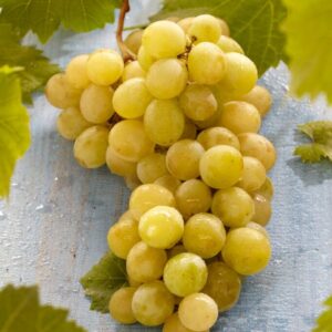 Vinič MUSCAT OF ALEXANDRIA kv2