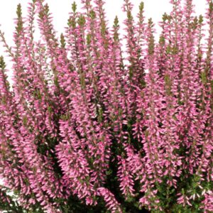 Vres obyčajný PINK BETTINA kv