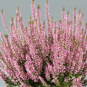 Vres obyčajný PINK BETTINA kv2