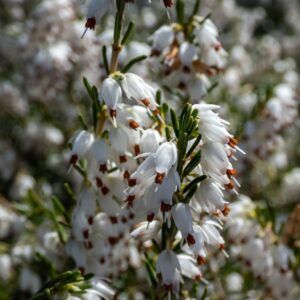 Vresovec darleydalský WHITE PERFECTION kv