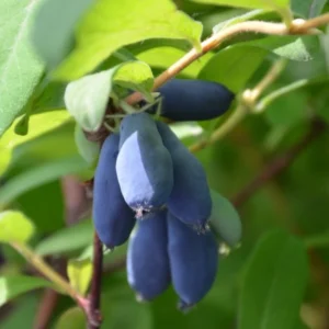 Zemolez Kamčatský BLUE BIRD kv2