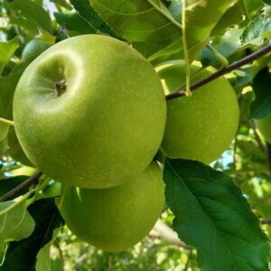 Jabloň GRANNY SMITH kv