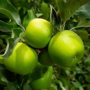 Jabloň GRANNY SMITH kv2