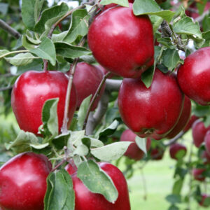 Jabloň RED DELICIOUS kv