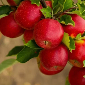 Jabloň RED DELICIOUS kv2