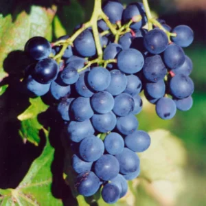 Vinič MUŠKÁT BLEU kv