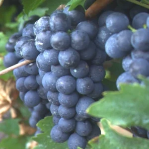 Vinič MUŠKÁT BLEU kv2