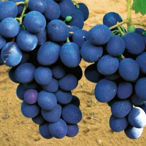 Vinič NERO kv