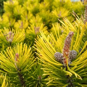 Borovica horská WINTERGOLD kv2