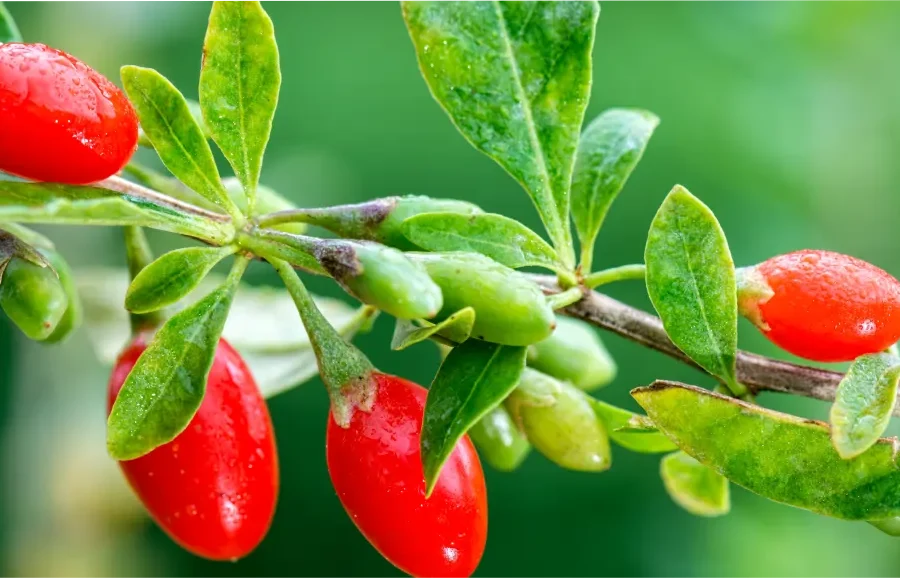 Goji