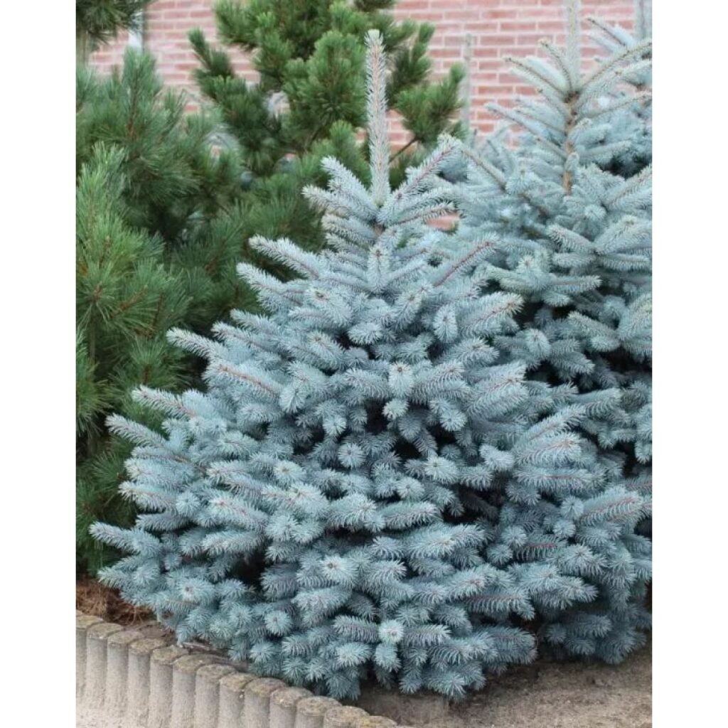 Smrek pichľavý SUPER BLUE kv