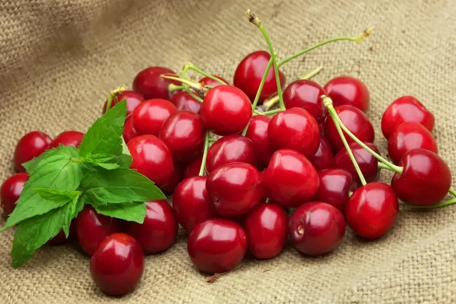 Višne