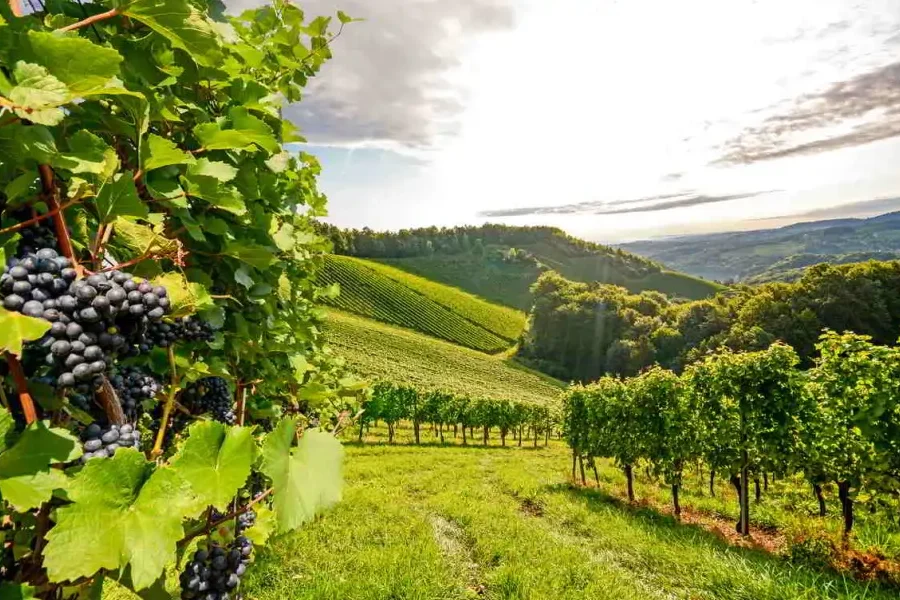 vinič