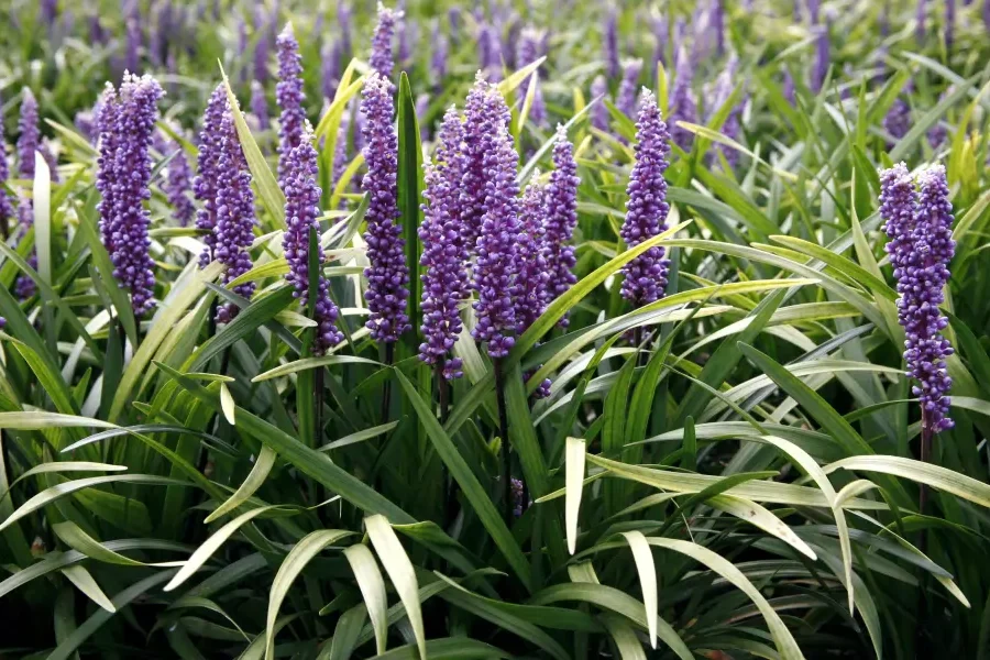 Liriope