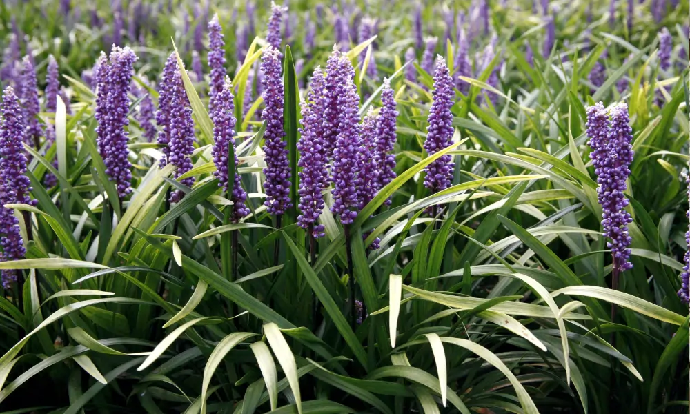 Liriope