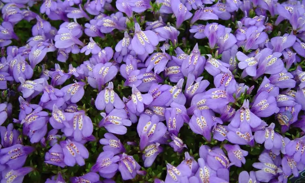 Mazus