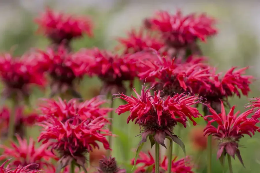 Monardy