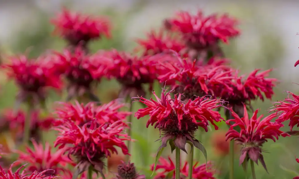 Monardy