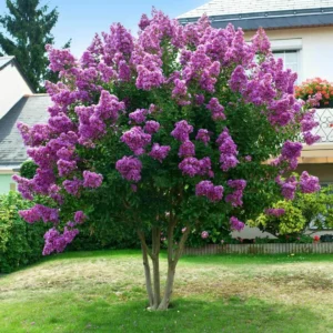 Myrta krepová PURPLE STAR kv