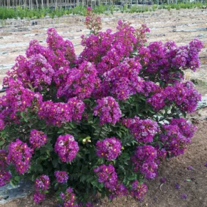 Myrta krepová PURPLE STAR kv4