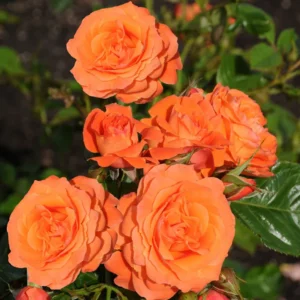 Ruža popínavá ORANGE QUEEN kv