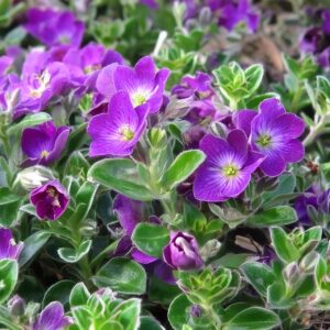 Tarička gracilis Dr MULES VARIEGATED kv
