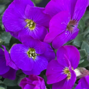 Tarička gracilis KITTE® BLUE kv