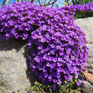 Tarička gracilis KITTE® BLUE kv2
