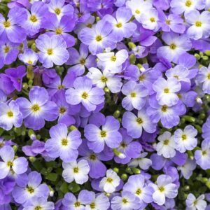 Tarička gracilis REGADO BLUE WHITE BICOLOUR kv4