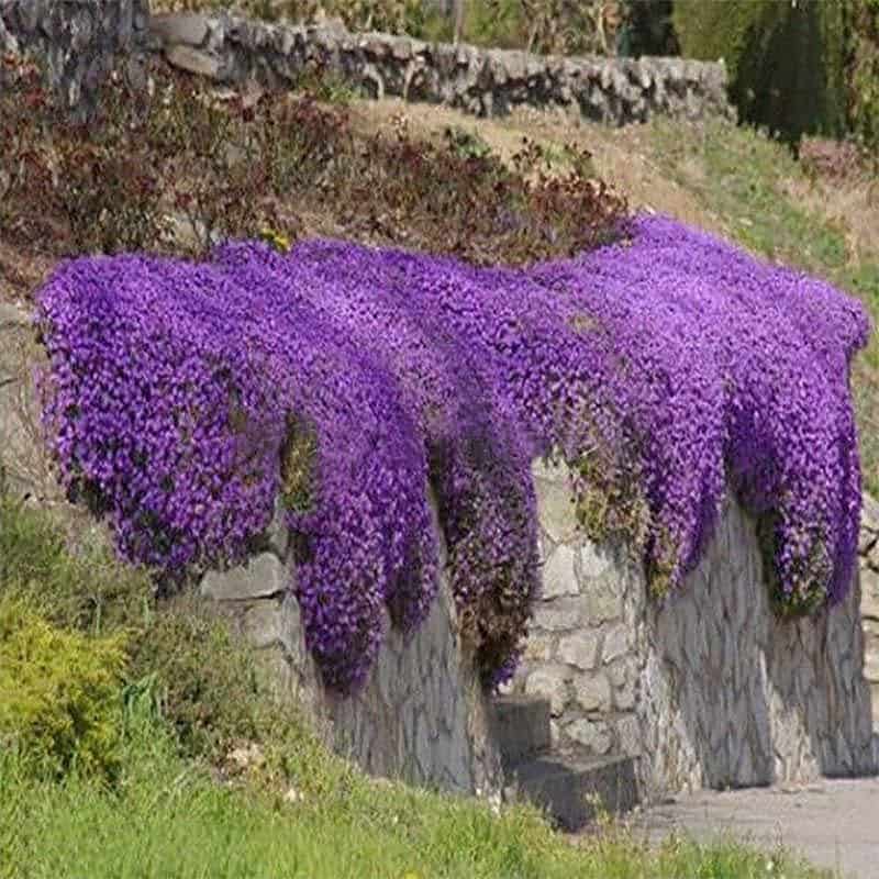Tarička gracilis REGADO BLUE WHITE BICOLOUR kv5