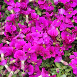 Taricka-gracilis-REGADO-RED-kv