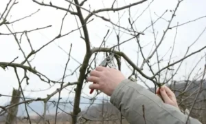 Zimný rez ovocných stromčekov