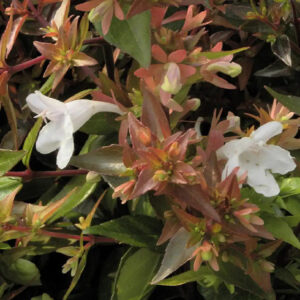 Abélia veľkokvetá PROSTRATA kv5