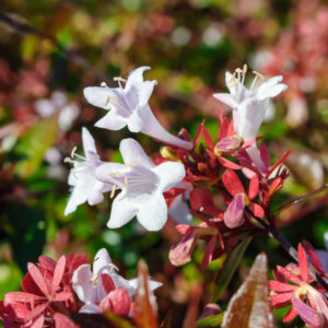 Abelia-velkokveta-SHERWOOD-kv