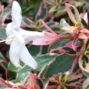Abélia veľkokvetá VARIEGATA kv