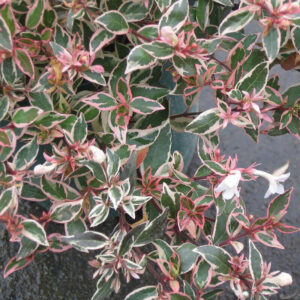 Abélia veľkokvetá VARIEGATA kv2