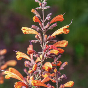 Agastache SUNNY SPARKS TANGERINE kv
